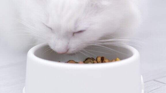 4k特写白猫在家里吃新鲜的干猫粮灰色背景广告猫粮