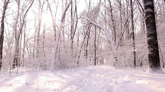 美丽的冬季景观和白雪覆盖的树木