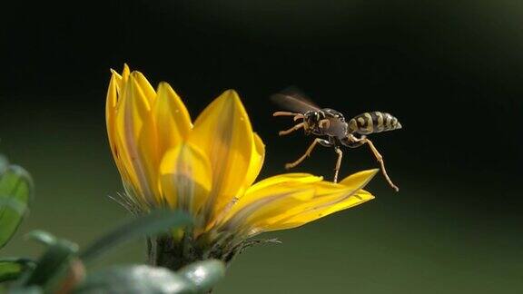 蜜蜂黄蜂在黄花扎尼亚自然近景