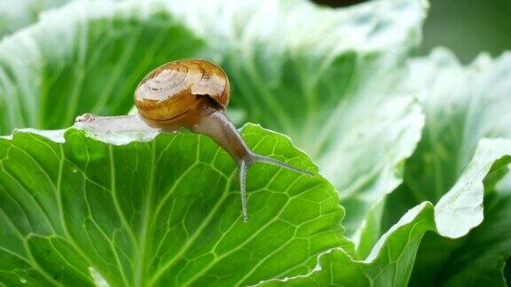 小蜗牛在雨中爬卷心菜叶