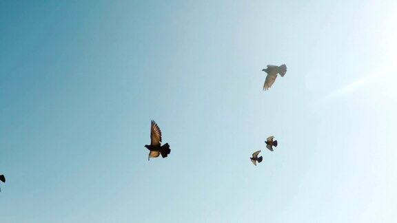 一群鸟迎着天空飞翔