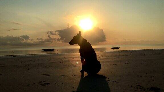 日出时狗坐在沙滩上四处张望