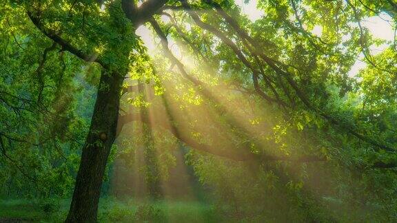 早晨的阳光从绿色的橡树枝头照射出来绿色的森林与温暖的阳光照亮橡树万向节高质量拍摄夏季自然森林概念高质量RAW拍摄