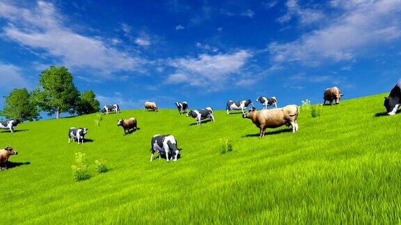 蓝天下奶牛在绿油油的草地上吃草