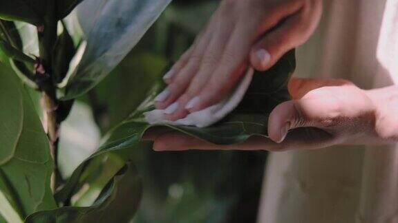 一位妇女照料着室内植物擦拭着盆花的一片叶子