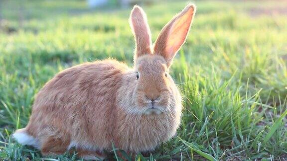 绿色草地上的一只红兔子惊奇地看着镜头在一年的春天毛茸茸的可爱的兔子在绿色的草地上一只年轻的兔子在户外自制的兔子
