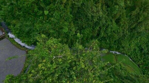 自由丛林雨林树最高速度潜水到山河瀑布4k