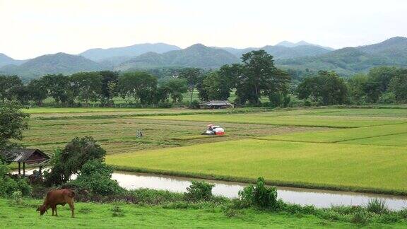 稻田和农业