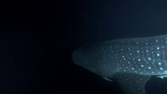 鲸鲨(斑马鲨)在夜间游泳印度洋马尔代夫亚洲