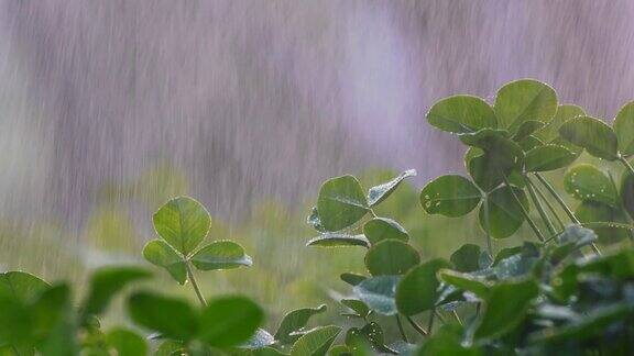 绿苗在雨中