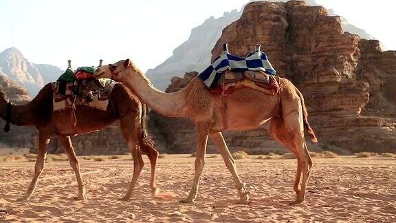 约旦哈希姆王国瓦迪拉姆沙漠的骆驼