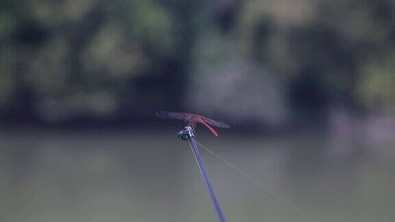 蜻蜓坐在鱼竿摇杆的顶端