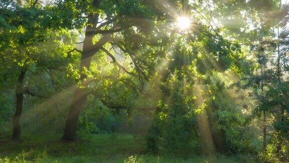 阳光从绿色的树枝中照射出来神奇的森林温暖的阳光照亮了绿色的橡树万向节高质量拍摄