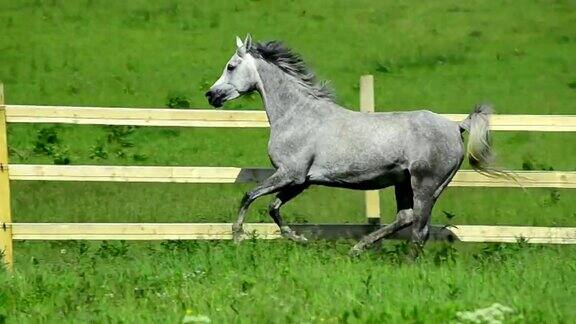 灰色的阿西尔阿拉伯母马在篱笆上小跑和奔驰