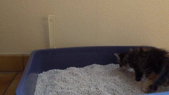 一只灰色的小猫在猫窝里拉屎并将粪便埋起来