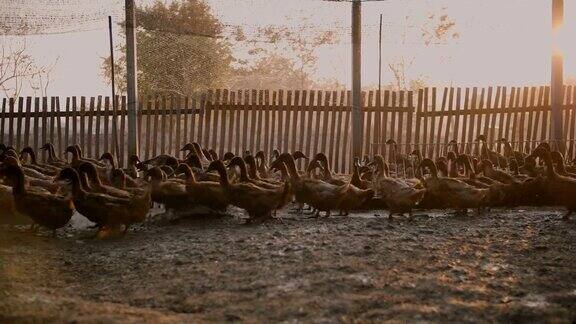 在农场里奔跑的鸭群