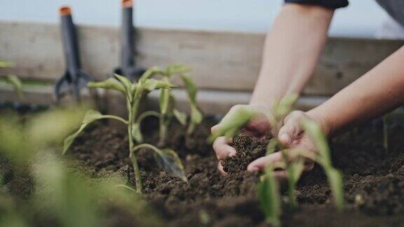 古妇园艺在菜园土壤中种植辣椒蔬菜
