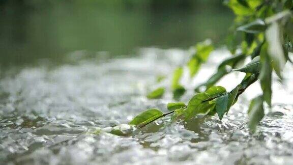 特写流水穿过大自然的绿叶