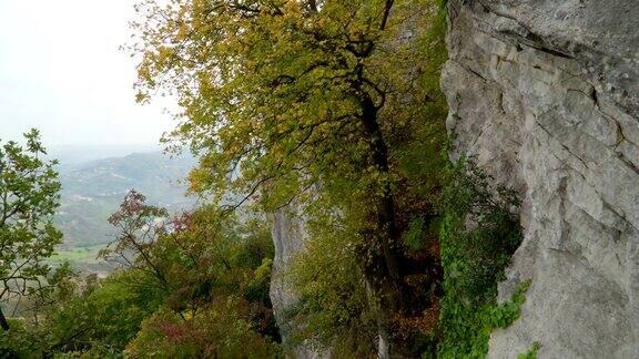 泰坦诺山悬崖上的树木和植物