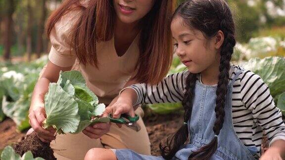 大头图:亚洲家庭收获蔬菜花园母亲教女儿做有机植物一个母亲和她的孩子采摘新鲜的蔬菜为健康的饮食在一个温暖的夏末早晨简单的生活与快乐和微笑