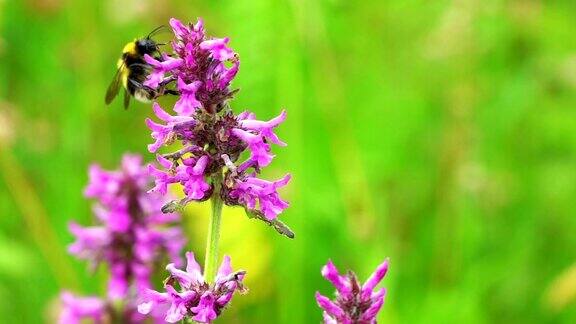 夏日草地上的丹参野花大黄蜂和蜜蜂近距离采蜜大自然慢动作