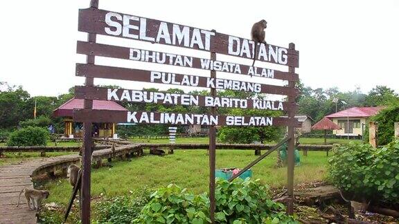 印度尼西亚南加里曼丹肯邦岛的猴子森林