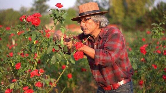 农夫照料玫瑰花园