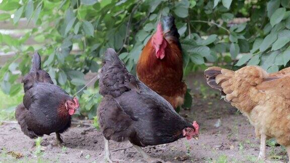 黑色和红色的母鸡正在院子里找食物