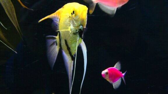 装饰用的鱼在水族馆里游泳