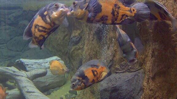 Astronotus水族馆鱼类