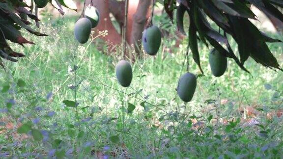 芒果树上结满了绿色的芒果成熟的芒果果子挂在树上以绿色的叶子为背景无噪声选择性聚焦