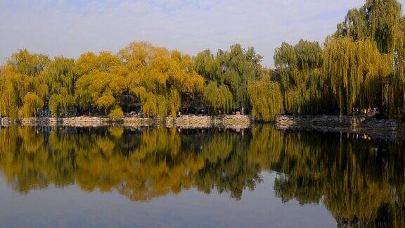 摇摄:柳树和其他树映在湖边