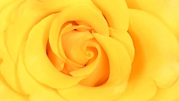 黄色玫瑰特写视频抽象的花卉背景