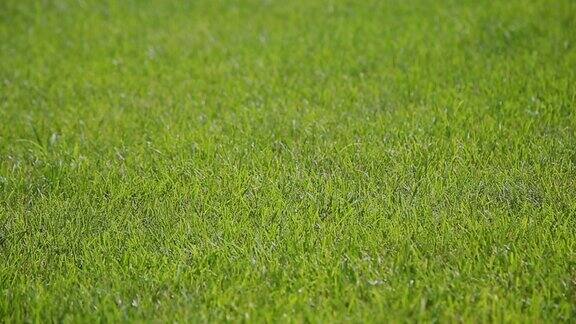 绿草在阳光明媚的日子里草的背景
