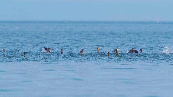 成群的鸟大鸬鹚(Phalacrocoraxcarbo)在大湖中游泳在秋天阳光明媚的日子里吃鱼