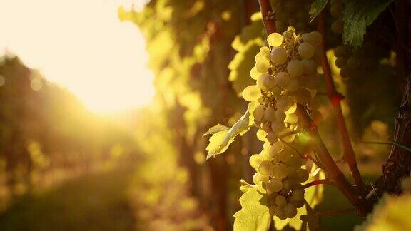 阳光下的白葡萄