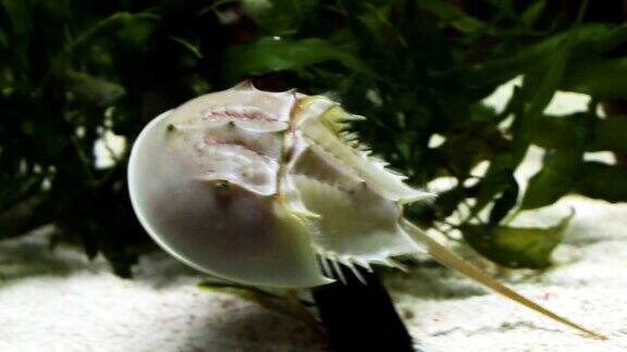 大西洋马蹄蟹鲎是一种海洋螯肢节肢动物
