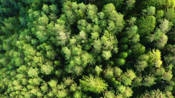 郁郁葱葱的绿树生长在风景秀丽的意大利阿尔卑斯山的森林里