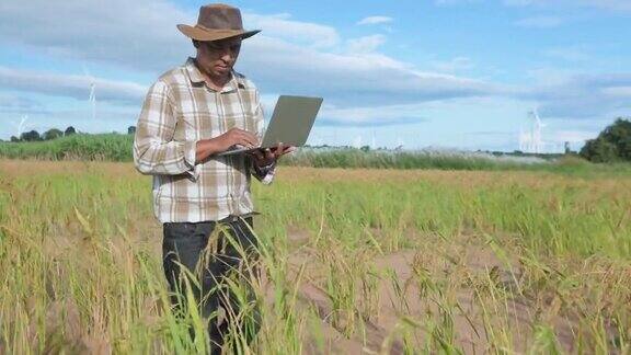 农民利用数码手提电脑技术对有机稻田进行检查或质量控制食品质量控制农业理念