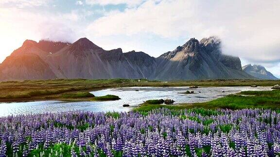冰岛风景如画的森林和山脉野生的蓝色羽扇豆在夏天开花