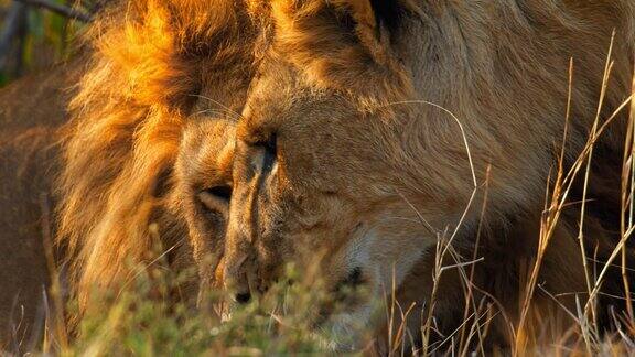 靠近狮子与鬃毛睡觉睁开眼睛