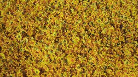 采收的黄菊花在阳光下晒干制成菊花茶亚洲著名的草本茶