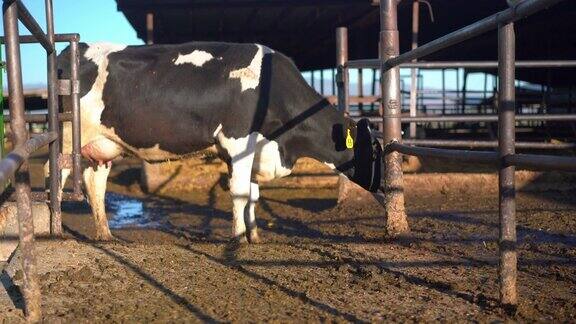 奶牛站在牧场的围栏里
