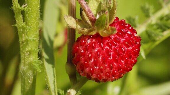 野草莓:野草莓属的果实通常称为野生草莓或林地草莓