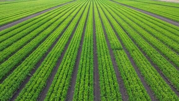 在英国乡间的一处可耕种的胡萝卜农田上空空中向前飞夹