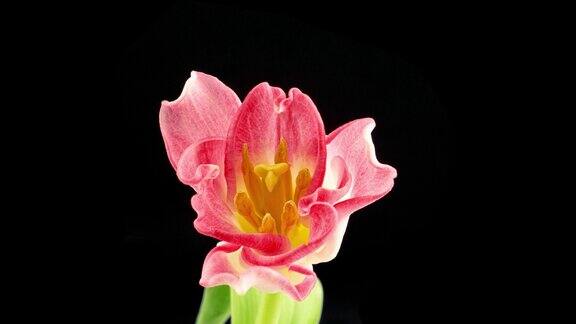 开一朵郁金香慢动作拍摄美丽的粉红色郁金香花孤立在黑色的背景郁金香的慢动作一束春天的复活节花户外特写节日的花束4k的视频
