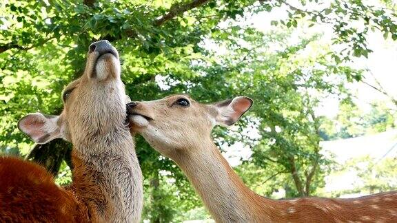 日本的小鹿在给同伴舔舐毛发