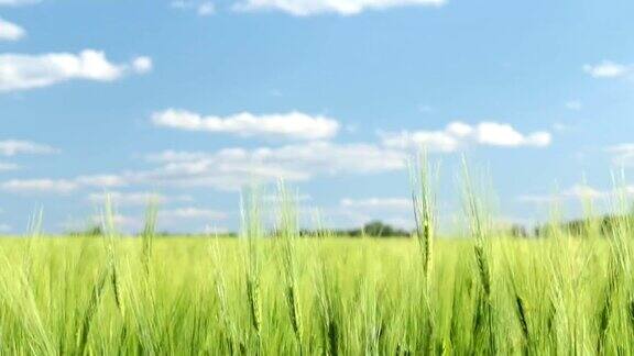 田野里种着绿色的小麦