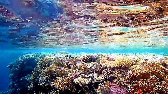 水下的热带彩色珊瑚礁