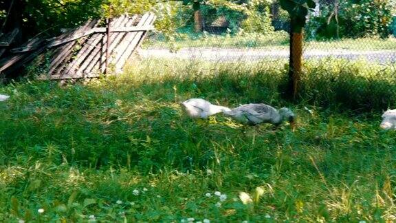 许多成年白鹅在农村的院子里吃青草